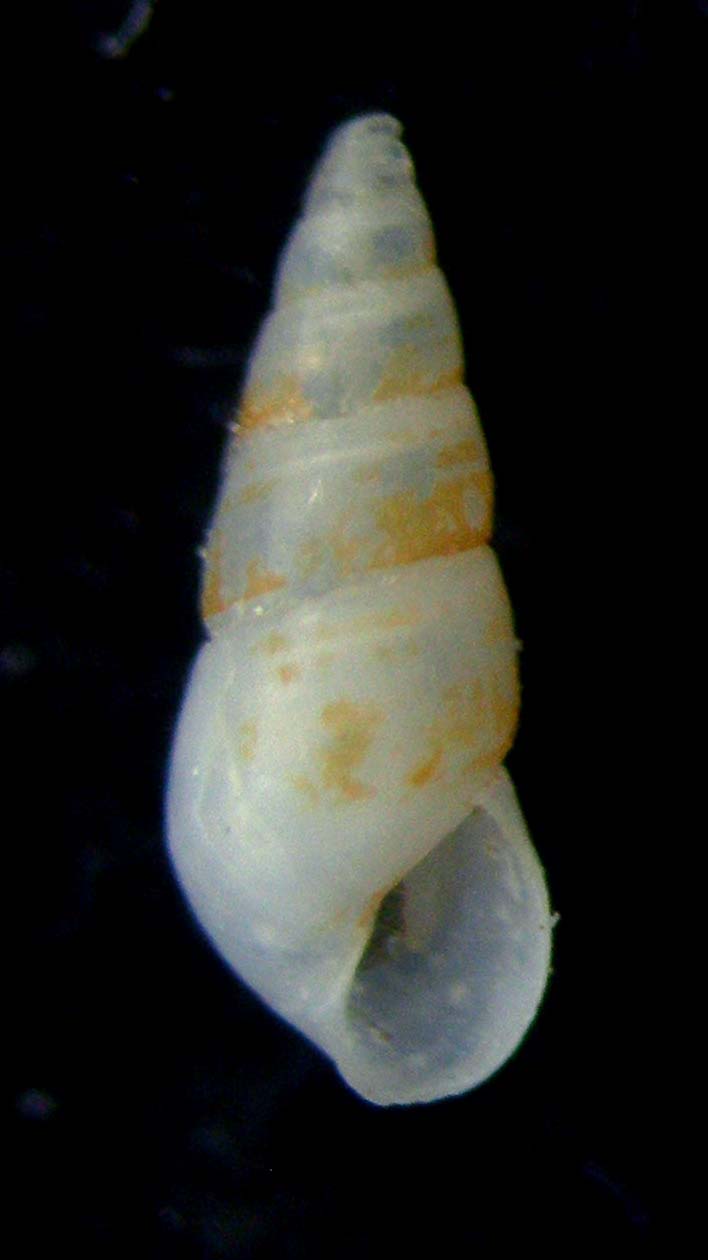 odostomia